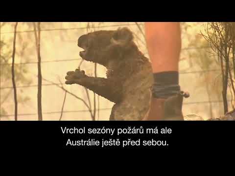 Medvídek koala Lewis, jedna z milionů obětí australských požárů