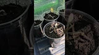 Greenhouse Tour Zone 5b