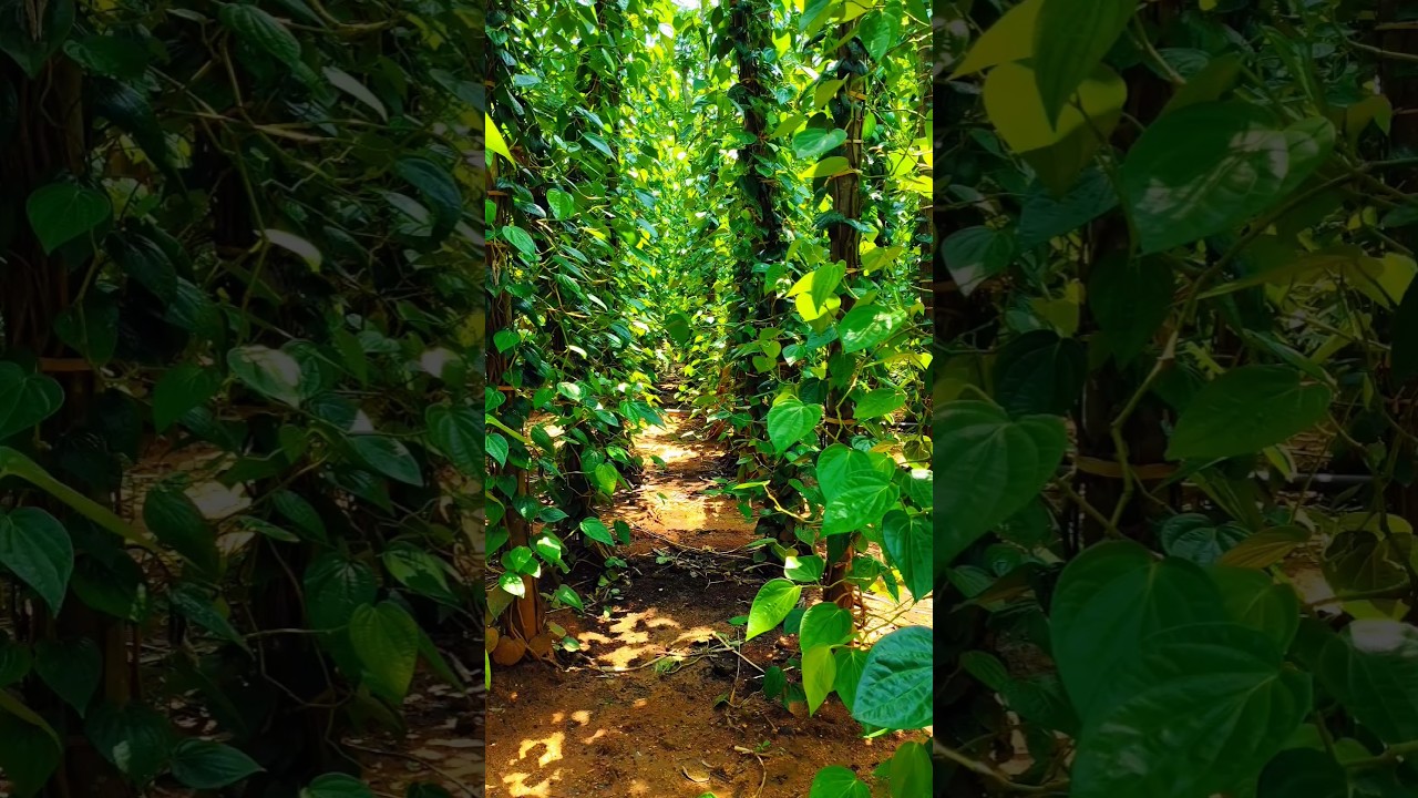 ಎಲೆತೋಟ 🍃✨ 