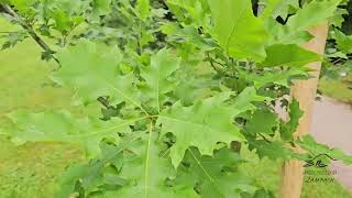Quercus texana dub texaský