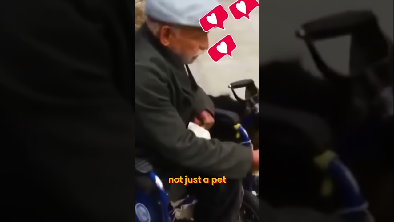 Heartwarming Dog Pushes Wheelchair For Owner! 