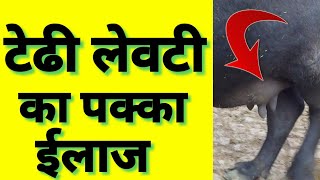 टेढी लेवटी का पक्का घरेलू ईलाज|home remedy for udder oedema and mastitis in dairy animals|pashucare|