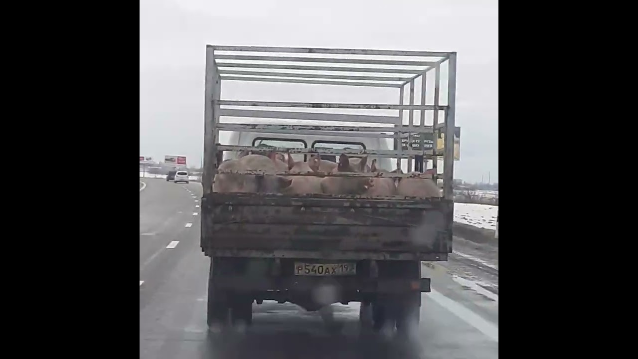 Голая в газели