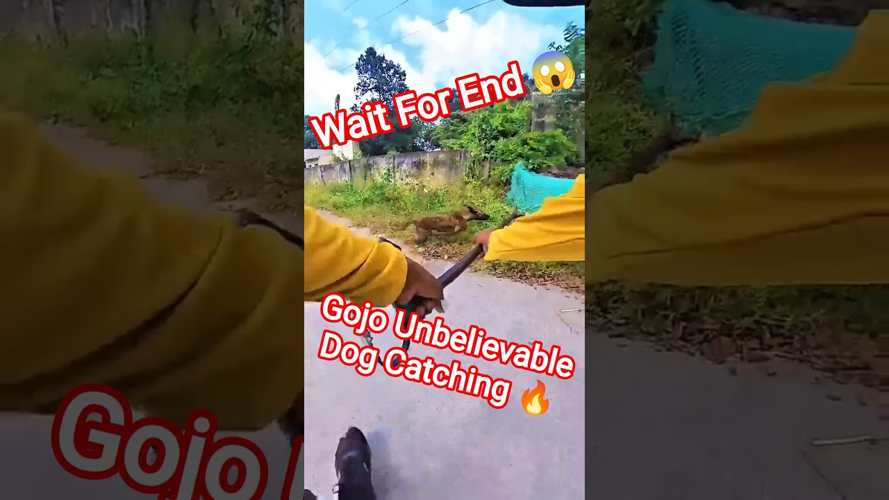 Gojo Unbelievable Dog Catching 