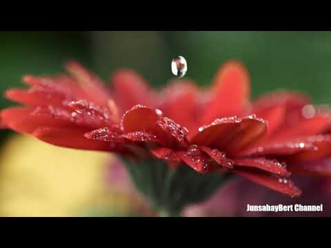 Flower Drops Waltz