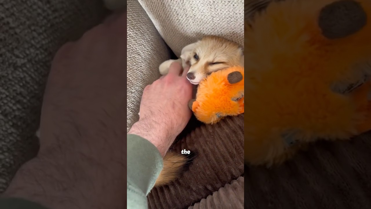 Big ears fox 🦊🥰🥰 