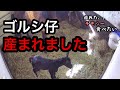 [2024/2/17] ダイワスカーレット孫がゴールドシップ仔を産みました(スカーレットテイル)