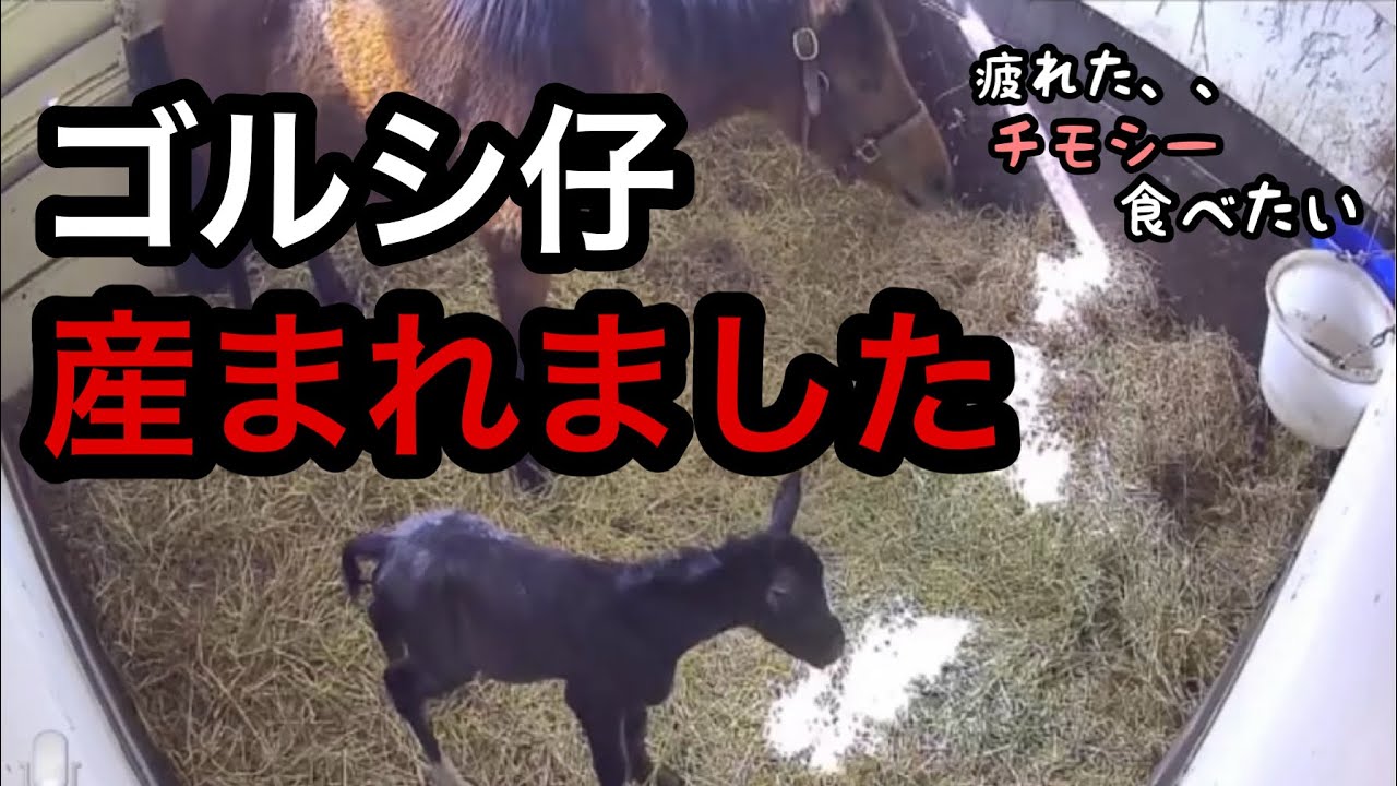 2024/2/17] ダイワスカーレット孫がゴールドシップ仔を産みました