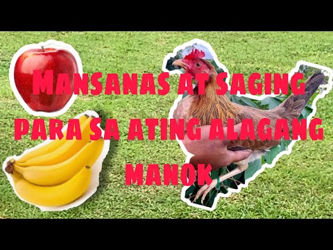 Video: Mabilis Na Manok Na May Mansanas