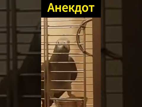 Анекдот Попугай на день рождения #анекдот #байки #юмор #шутки
