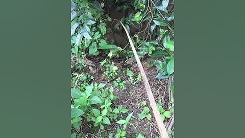 Câu Cá Lóc Bằng Vịt và Cái Kết Gãy Cần Câu, Con Cá Bự Không Tưởng!