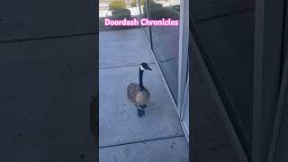 Doordash Chronicles Ep2 #goose #attack #doordash #carlsjr #whyme #silly #funny #goofy #laughs