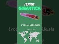 Fasciola Gigantica Giant Liver Fluke Or Tropical Fluke Fasciola Gigantica Giant Liver Fluke Or Tropical Fluke