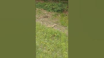 #sneksnake video saamp Funny nagin vfx video #shorts #youtube