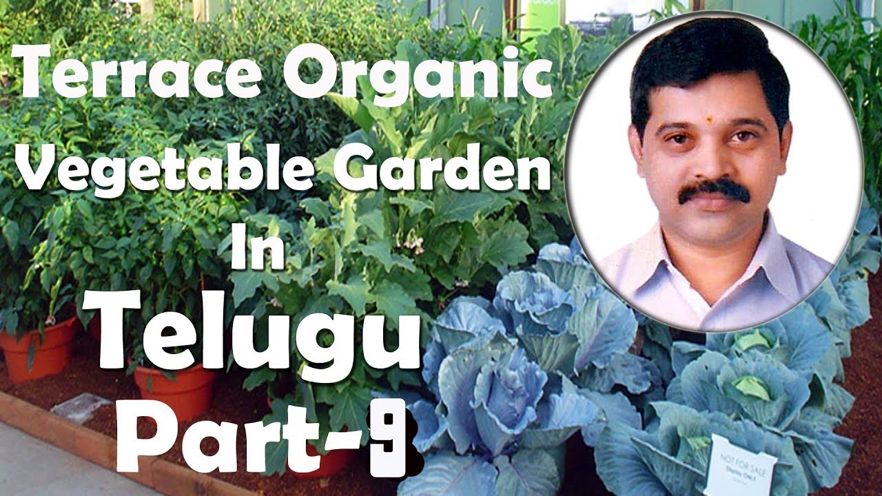 Terrace Organic Vegetable Garden In Telugu Part9 Vegetables Garden