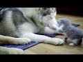 赤ちゃん猫に何されても怒らないハスキーとゴールデンレトリバー
