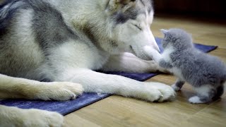 赤ちゃん猫に何されても怒らないハスキーとゴールデンレトリバー