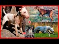 CREARON un PERRO DE CAZA superior en Australia – Bull Arab