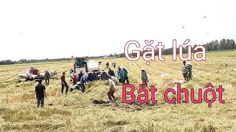 Mùa gặt lúa bắt chuột đồng.người miền tây.minh khôi vlogs