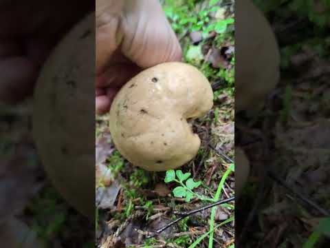 Желчный гриб , горчак .Tylopilus felleus .