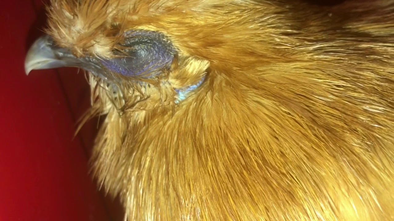 Natural Remedy Treatment for Respiratory Infections in Poultry Chickens
