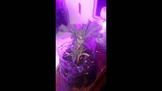 Girl scout cookies seedling day 13