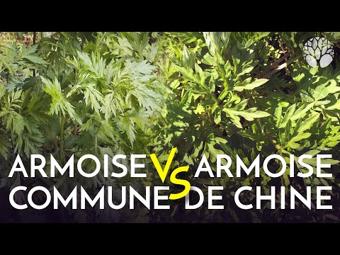 Vidéo: Armoise