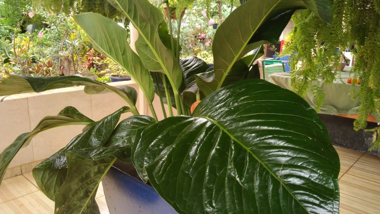 MOSTRANDO  DRACENAS BELISSIMAS E ANTHURIUM HOOKERI.