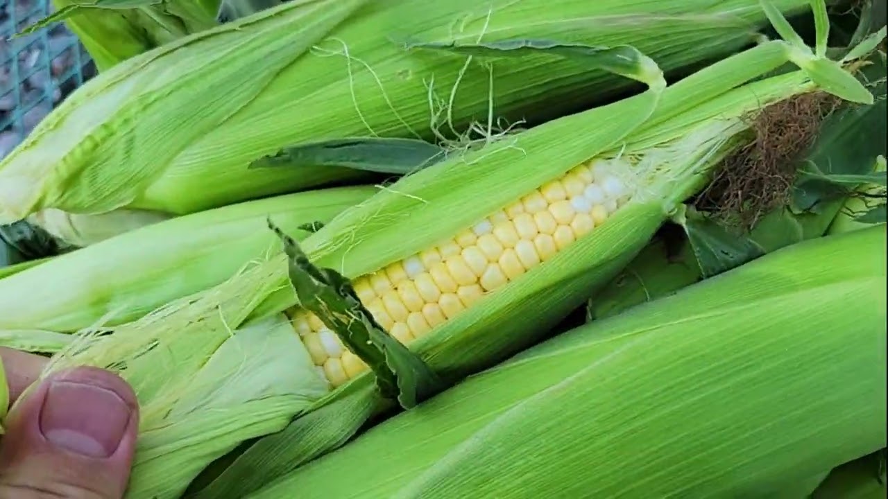 Peaches And Cream Sweet Corn