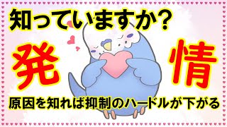 【知っていますか? インコの発情】知っていますか? インコの発情が何故起こるのか?  その原因を知ることで発情抑制のハードルをグッと低くしてしまいましょう。