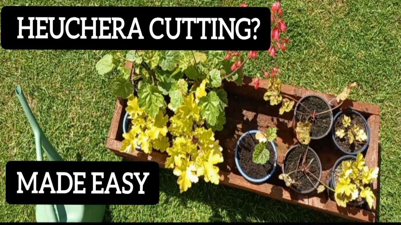 HEUCHERA CUTTING MADE EASY