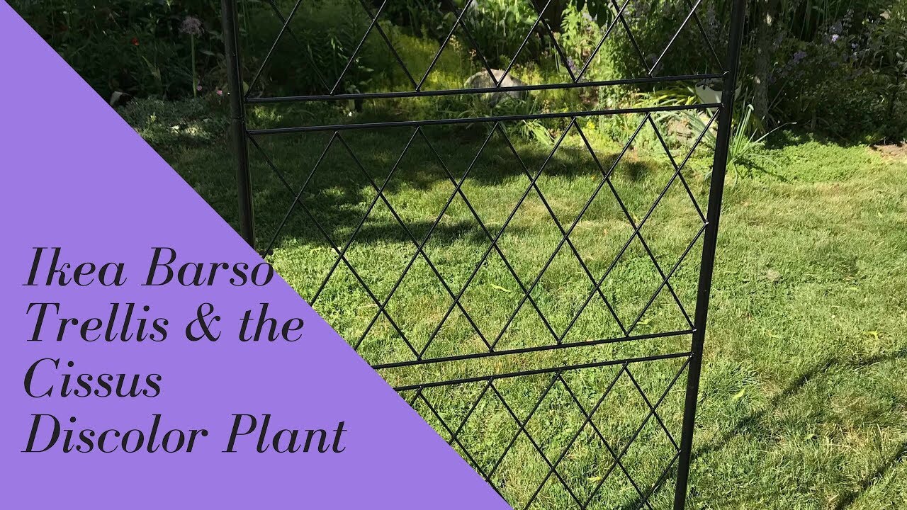 IKEA Barsö Trellis & the Cissus Discolor Plant