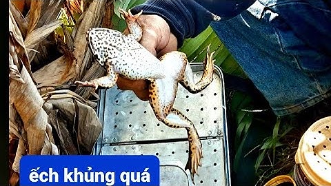 Nhấp ếch ruộng bờ nhỏ toàn ếch khủng.#p1 #yotube câu cá hóc môn