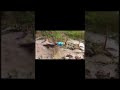 Anaconda snake trap with chicken bait 😱 #animals #reptiles #snakes #trap #hunting  #shorts