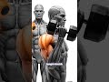 “Short Reps vs Full Range: Which Builds More Muscle? 💪”