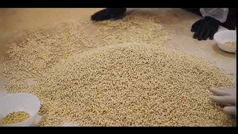 Ядро кедрового ореха