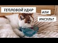 ВЛОГ: У кота случился удар 19.06.21