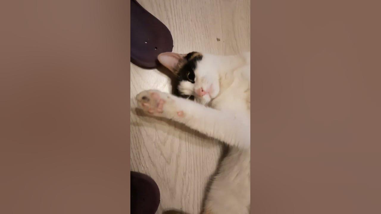 кошка мяукает. Мяуканье кошек! - YouTube