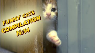 😻😹 Hilarious Cat Antics: Compilation №14