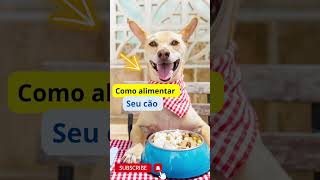 Como alimentar seu cachorro - shorts