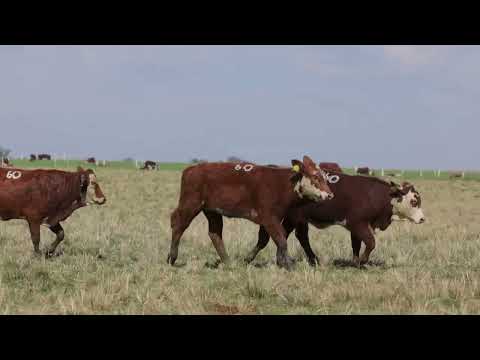 LOTE 60