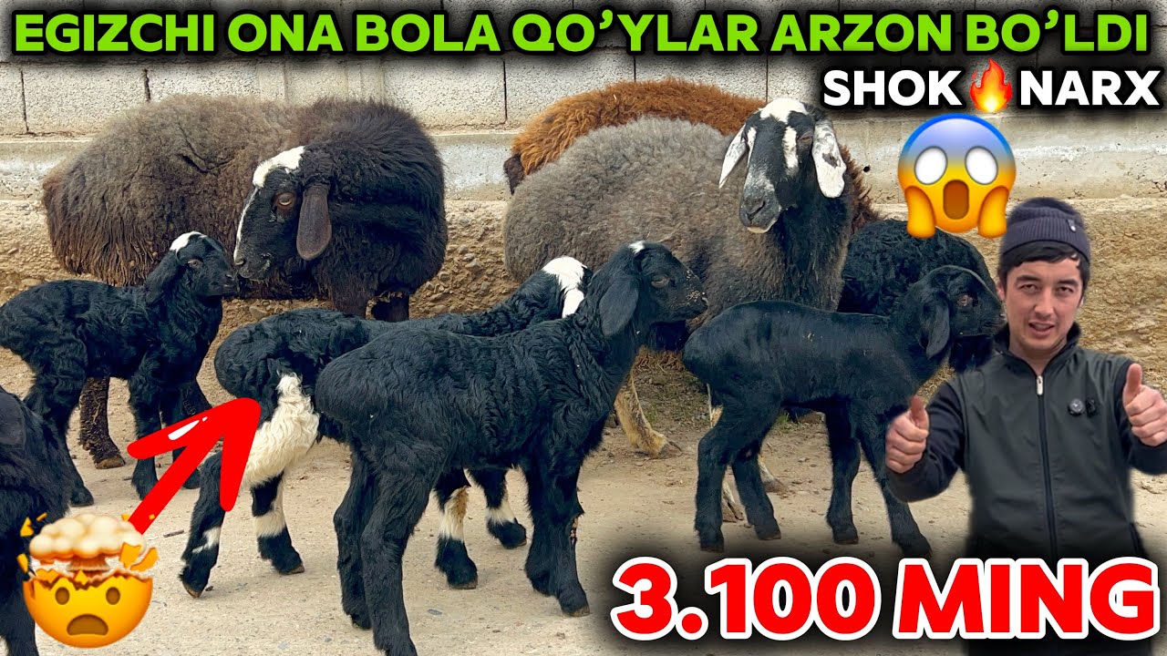QAHRAMON EGIZCHI ONA BOLA VA NAQT BO’G’OZ HAMDA YIRIK QO’CHQORLAR NARXINI SINDIRDI SHOSHILING