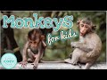 Monkeys for kids  fun monkey facts for children