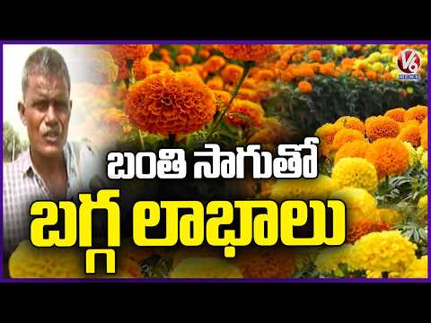 Adilabad Farmers Shift from Cotton to Marigold, Earn Better Profits | V6 News - V6NEWSTELUGU