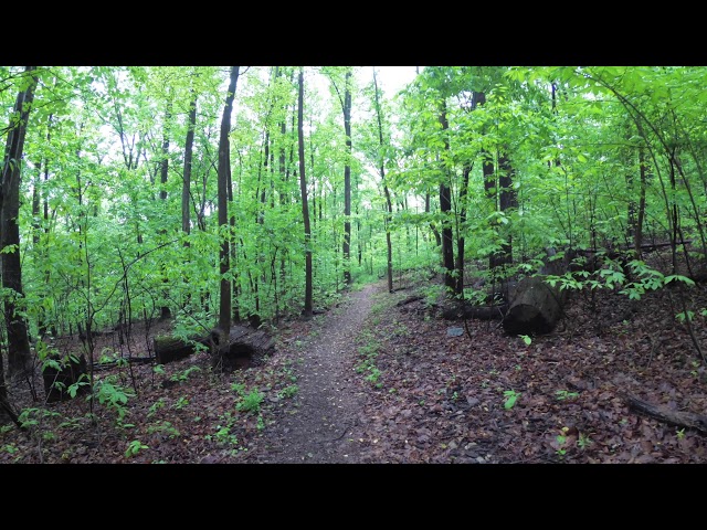 ASMR Hiking Binaural Hiking on a Lush Mountainside Trail
