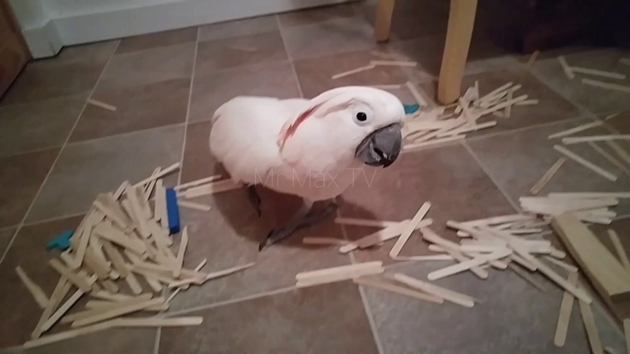 The Mighty Mr Max Room Of Destruction