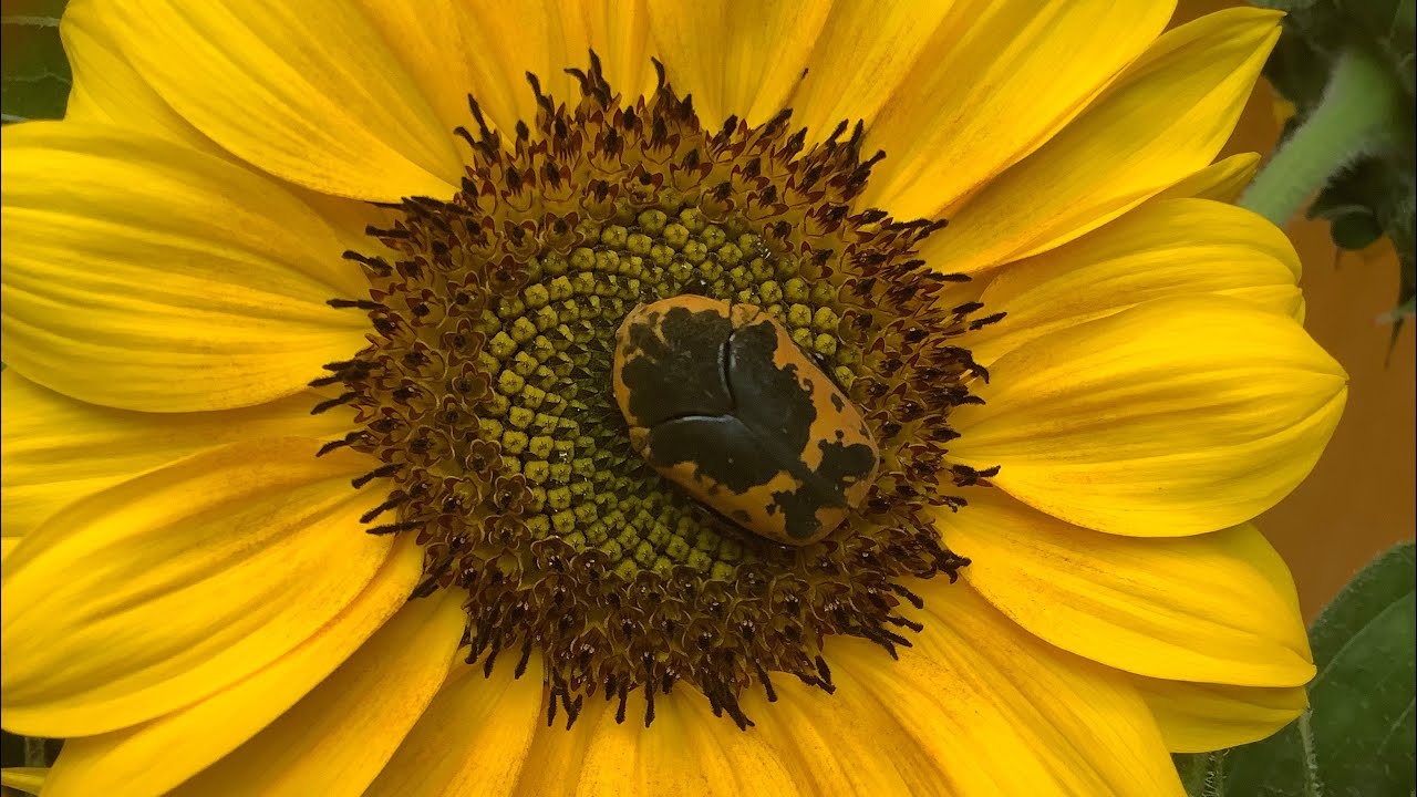 Gymnetis Thula on branch
