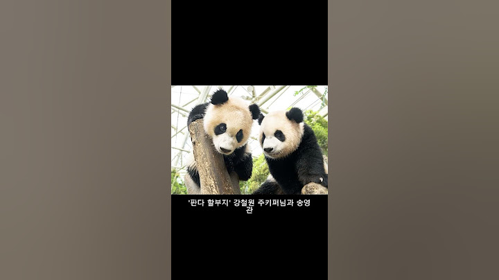 두 돌 맞은 에버랜드 쌍둥이 판다, 몸무게 440배 '폭풍 성장'