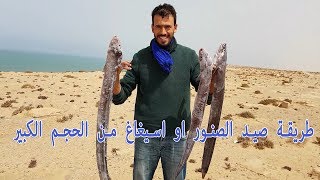 طريقة صيد الصنور او اسيغاغ او الفرخ مصيد اوريورا جنوب طانطان - Méthode de pêche le congre a awriwra