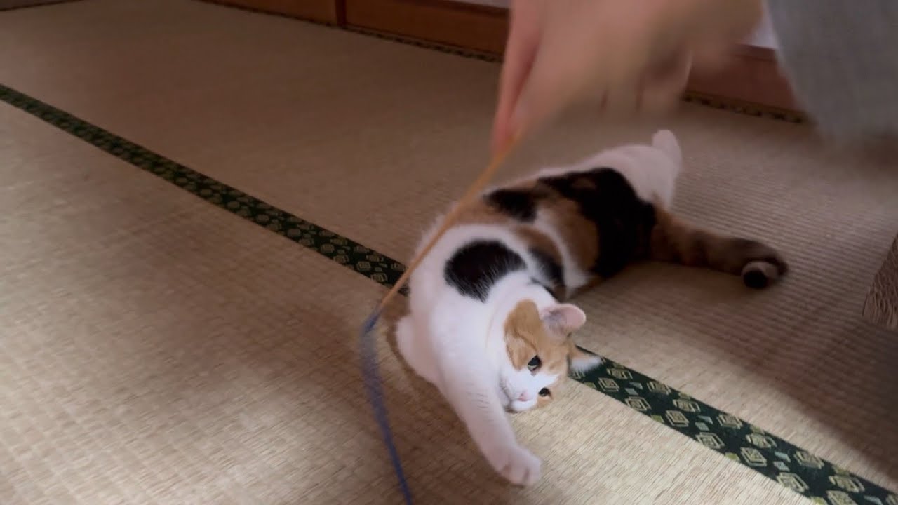 【三毛猫】朝から元気なミケ(2025年3月29日) - YouTube